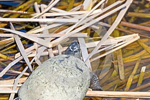 European pond turtle Emys orbicularis