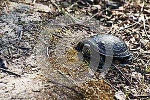 European pond turtle, Emys orbicularis