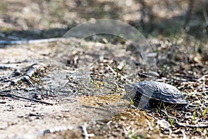 European pond turtle, Emys orbicularis