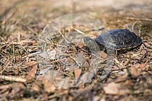 European pond turtle, Emys orbicularis