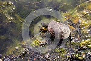 European pond turtle Emys orbicularis