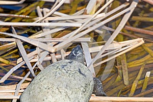 European pond turtle Emys orbicularis