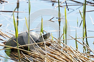 European pond turtle Emys orbicularis