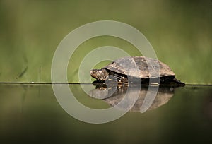 European pond turtle, Emys orbicularis,