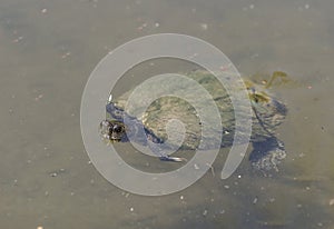 European pond turtle, Emys orbicularis