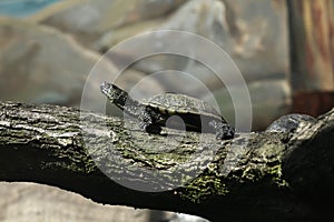 European pond turtle (Emys orbicularis).