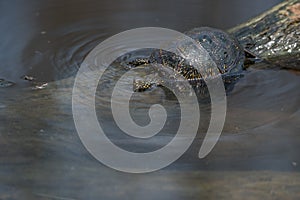 European pond turtle or Emys orbicularis