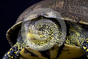 European pond turtle (Emys orbicularis)