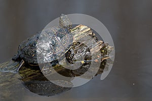 European pond turtle or Emys orbicularis