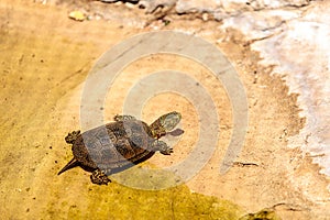 European pond turtle Emys orbicularis