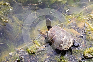 European pond turtle Emys orbicularis