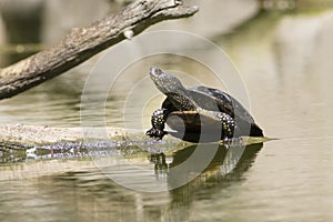 European pond turtle, Emys orbicularis is basking on the sun