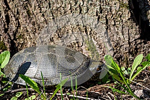 European pond turtle Emys orbicularis came ashore from a pond against a tree