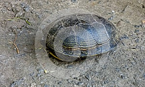 European pond turtle Emys orbicularis. Close-up of a river turtle basking in the sun. Summer, sunny day, close-up