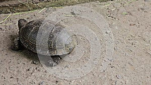 The European pond turtle Emys orbicularis crawls on a concrete surface and grass.