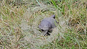 The European pond turtle Emys orbicularis crawls on a concrete surface and grass.