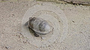 The European pond turtle Emys orbicularis crawls on a concrete surface and grass. A large river turtle has stuck its