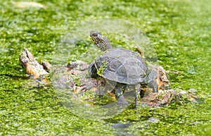 European pond turtle, Emys orbicularis. In the early morning, a turtle bask in the sun in the middle of a pond. She climbed on a