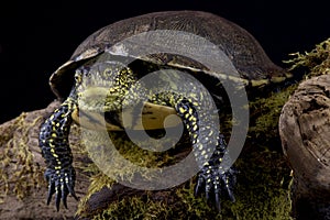 European pond turtle (Emys orbicularis) photo