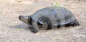 The European pond turtle - Emys orbicularis or the European pond terrapin and the European pond tortoise in nature