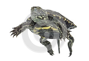 European pond turtle, Emys orbicularis, floating in