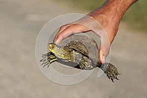 The European pond turtle Emys orbicularis is held in man hand