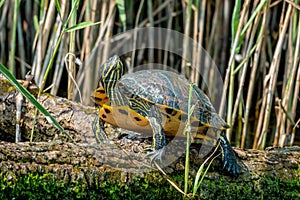 European pond turtle or Emys orbicularis on a log