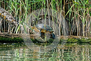 European pond turtle or Emys orbicularis on a log