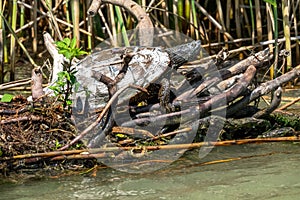 European pond turtle or Emys orbicularis on a log