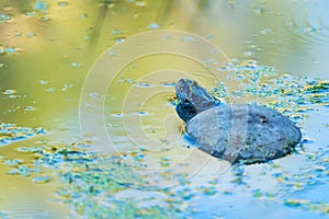 European pond turtle or Emys orbicularis in pond