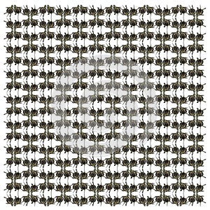 European pond turtle, Emys orbicularis, in repeated pattern photo