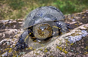 The European pond turtle Emys orbicularis on the stone at the park
