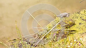 European pond turtle (Emys orbicularis) swimming in a water