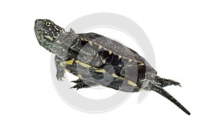 European pond turtle, Emys orbicularis, swimming in photo