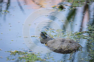 European Pond Turtle or Emys orbicularis in water