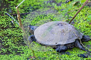 European Pond Turtle or Emys orbicularis in water