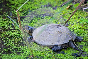 European Pond Turtle or Emys orbicularis in water