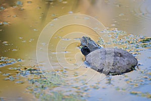 European pond turtle or Emys orbicularis in water