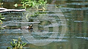 European pond turtle or Emys orbicularis in water