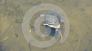 European pond turtle European pond turtle in a pond of ruin city Butrint Allbania.