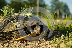 European pond turtle in the grass - closeup