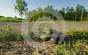 European pond turtle in grass on field, trees on horizon and blue sky