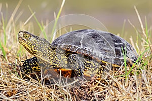 European pond turtle on the ground in grass - European pond terrapin tortoise - Emys orbicularis - broasca testoasa
