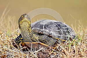 European pond turtle on the ground in grass - European pond terrapin tortoise - Emys orbicularis - broasca testoasa