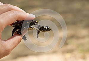 European pond turtle in the hand