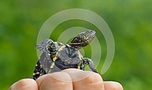 European pond turtle on the hand