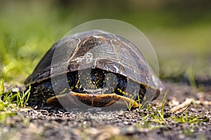 European pond turtle hiding