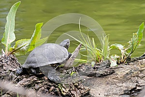 European pond turtle on a river. Turtle river