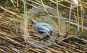 European pond turtle in shallow waters