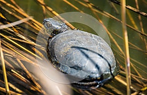 European pond turtle in shallow waters